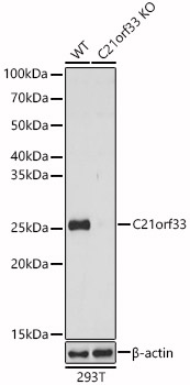A6429_1.jpg