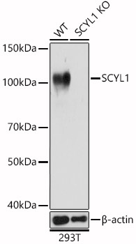 A6735_1.jpg