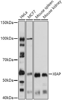 A6869_3.jpg