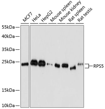 A6975_RPS5_WB.jpg