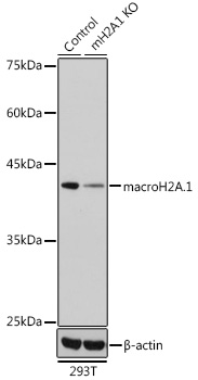 A7045_1.jpg
