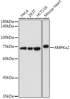 A7339_2.jpg