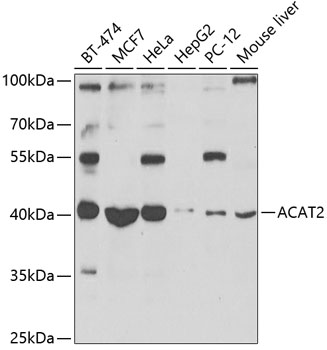 A7866_1.jpg