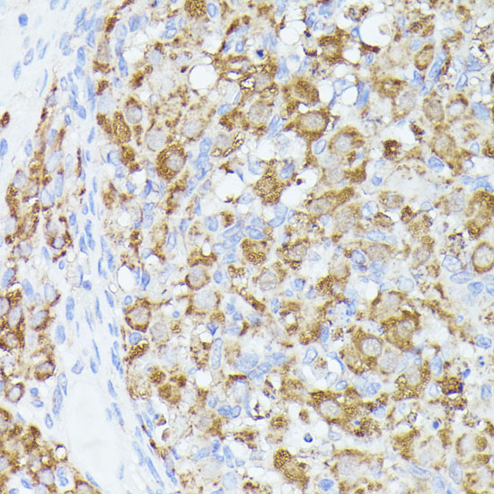 A7866_2.jpg