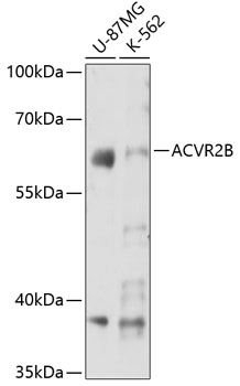 A7868_1.jpg