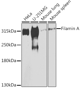 A7896_1.jpg