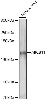 A8467_1.jpg