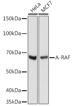 A8687_1.jpg