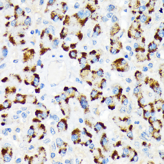 A8687_2.jpg
