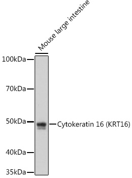 A8690_1.jpg