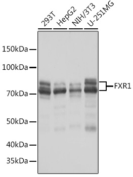 A8697_1.jpg