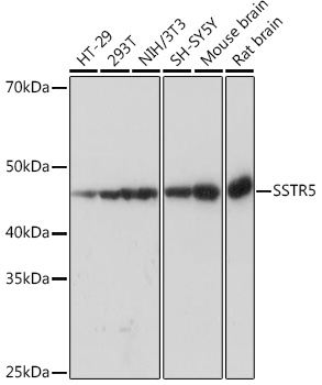A8698_1.jpg