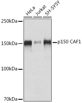 A8725_1.jpg