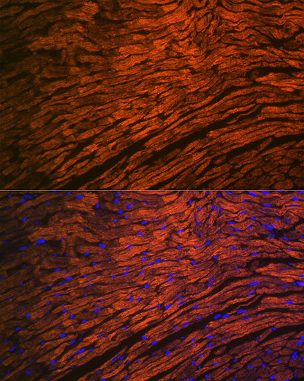 A8742_3.jpg