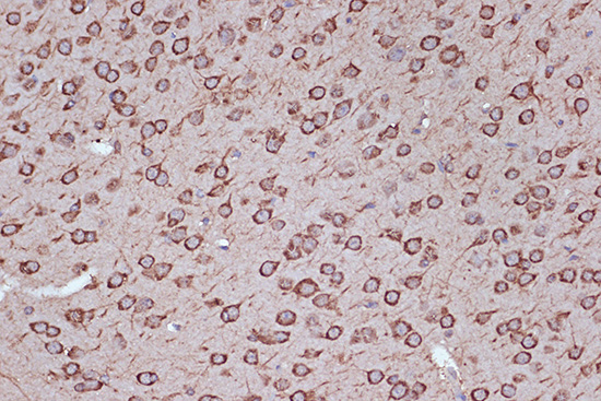 A8744_4.jpg