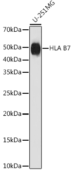 A8752_1.jpg