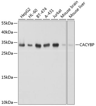 A8757_1.jpg