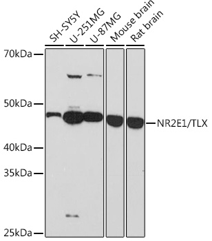 A8768_1.jpg