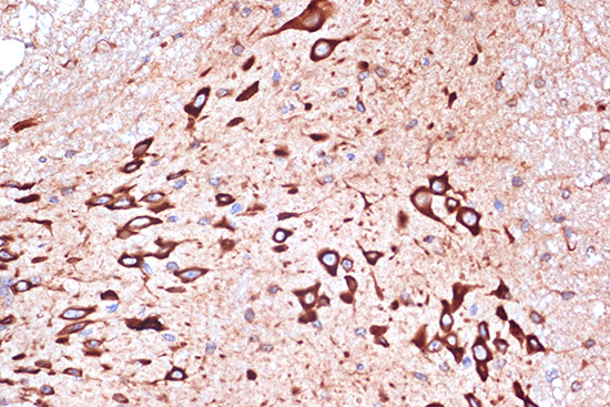 A8779_4.jpg