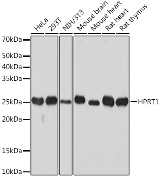 A8783_1.jpg