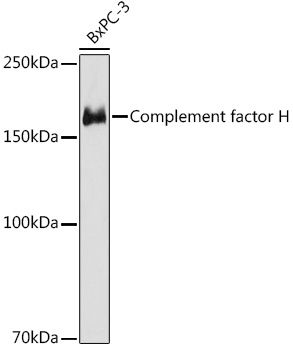 A8798_1.jpg