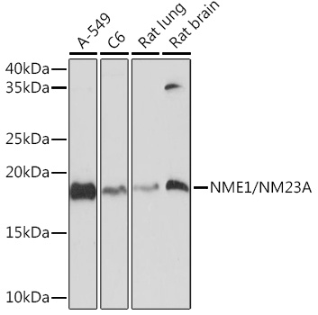 A8802_1.jpg