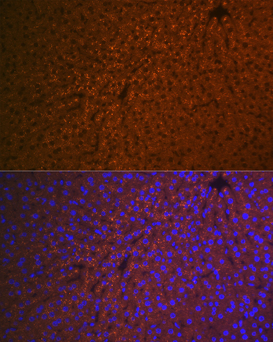 A8807_4.jpg