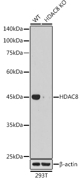 A8865_3.jpg