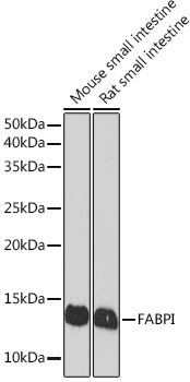 A8895_1.jpg