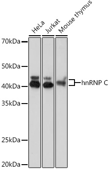 A8958_1.jpg