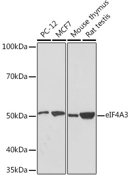 A8985_1.jpg