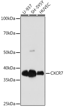 A8991_1.jpg