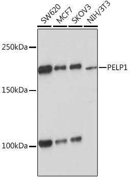A9026_1.jpg