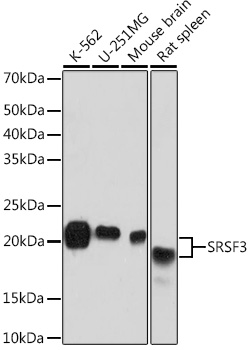 A9054_1.jpg