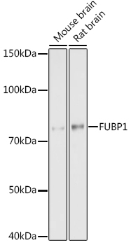 A9077_1.jpg