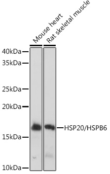 A9091_1.jpg