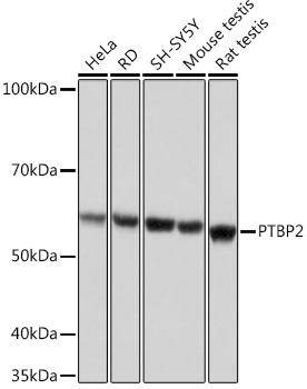 A9124_1.jpg