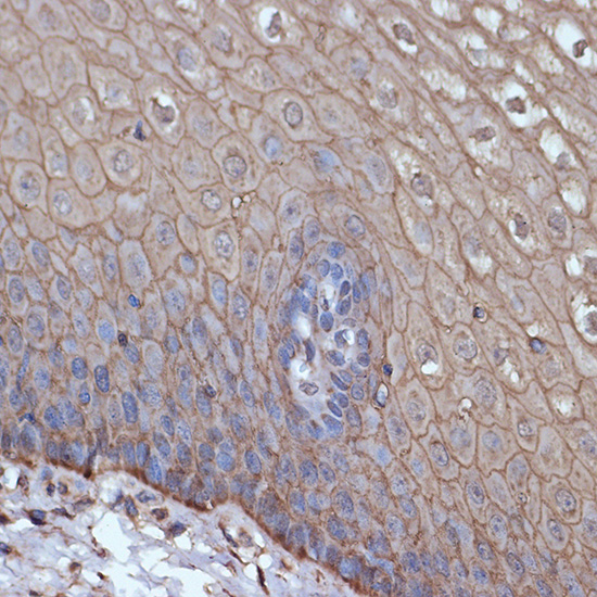 A9126_2.jpg