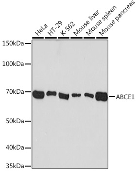 A9135_1.jpg