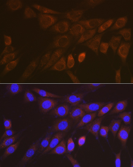 A9152_2.jpg