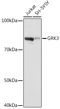 A9163_1.jpg