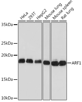 A9195_1.jpg