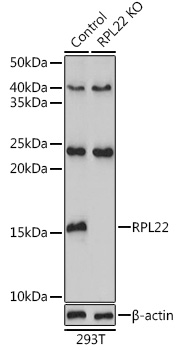 A9202_2.jpg