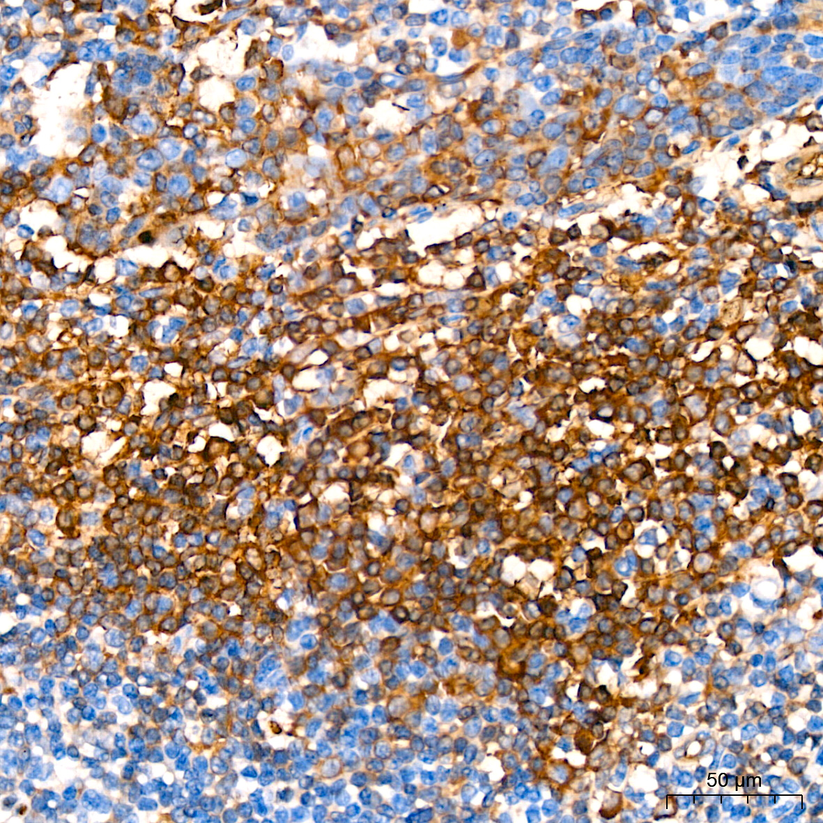 A9293_7.jpg