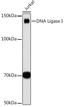 A9301_1.jpg