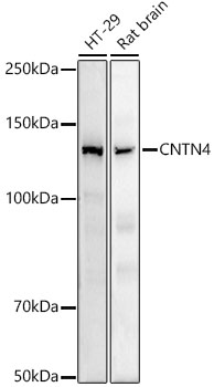 A9317_1.jpg