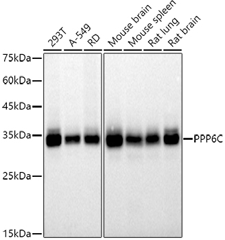 A9336_1.jpg