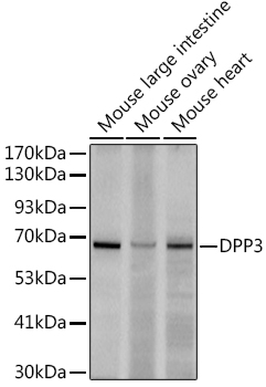 A9351_2.jpg