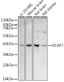 A9361_1.jpg