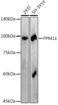 A9374_1.jpg